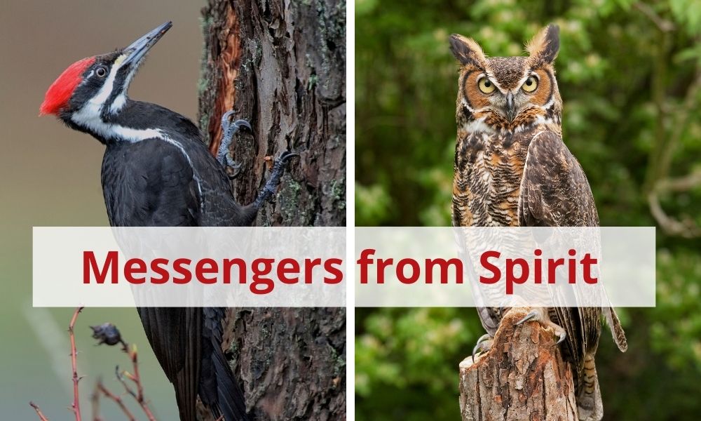 Confirmation through animal sightings