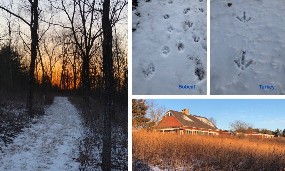 Self-care and bobcat tracks