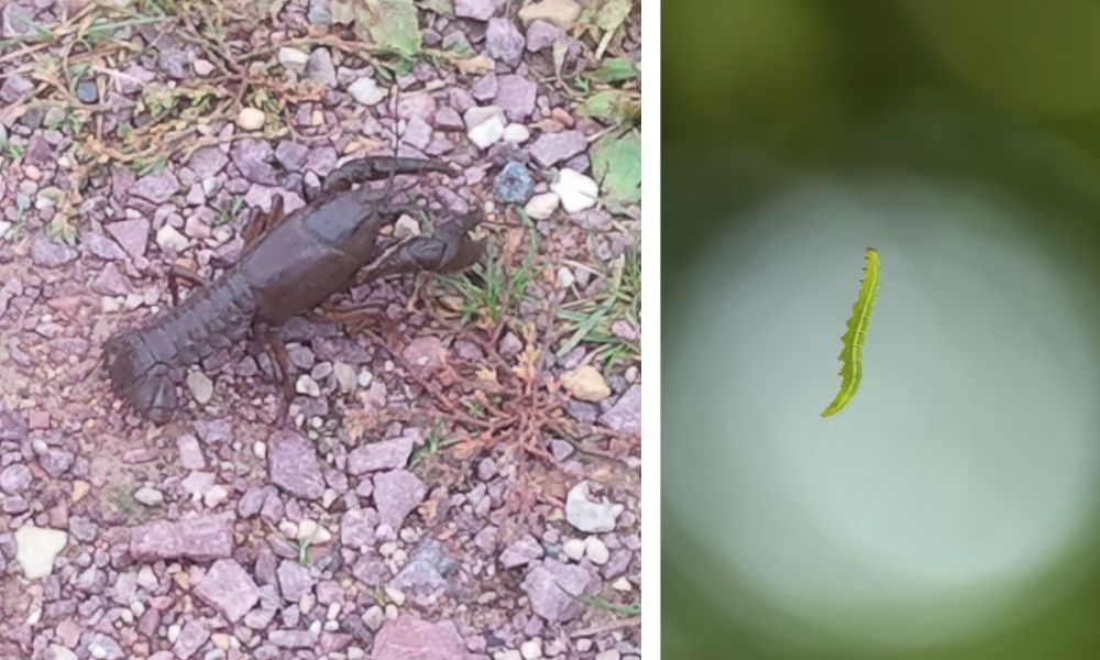 Small animal encounters